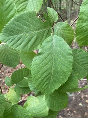 Betula alleghaniensis