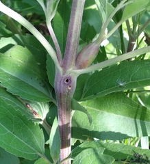 Neolasioptera perfoliata