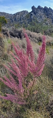 Erica melanthera