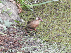 Amazonetta brasiliensis