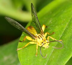 Theronia lurida
