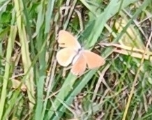 Papilionoidea