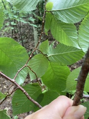 Betula alleghaniensis