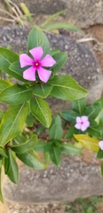 Catharanthus roseus