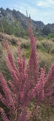 Erica melanthera