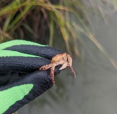 Hemigrapsus sanguineus