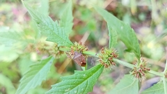 Peribalus strictus vernalis