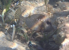 Lactophrys bicaudalis