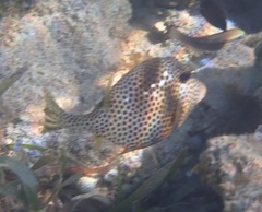 Lactophrys bicaudalis