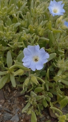 Nolana elegans