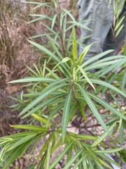 Gomphocarpus fruticosus
