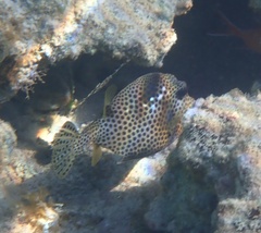 Lactophrys bicaudalis