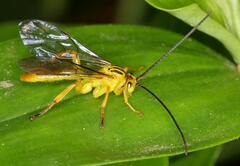 Theronia lurida