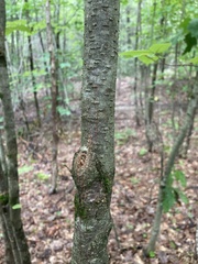 Betula alleghaniensis