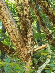 Orthotrichaceae