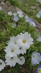 Nolana elegans