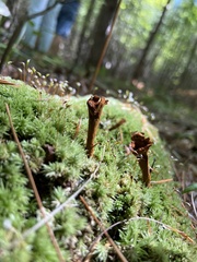 Coltricia cinnamomea