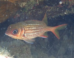 Neoniphon vexillarium
