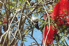 Chrysuronia versicolor