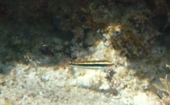 Halichoeres maculipinna