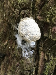 Fuligo septica