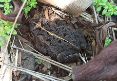 Incilius coccifer