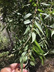 Salix viminalis
