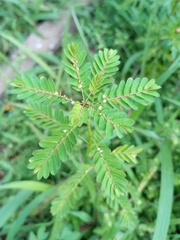 Phyllanthus