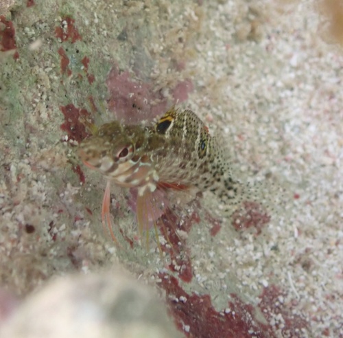 Gills schubslijmvis (Malacoctenus gilli) — Labrisomidae — 4