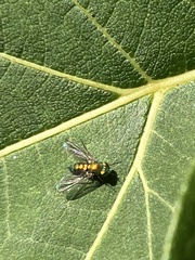 Condylostylus caudatus