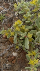 Tetragonia
