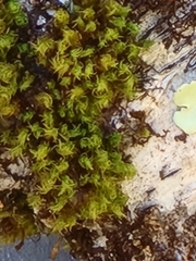 Orthotrichaceae