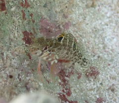Malacoctenus gilli