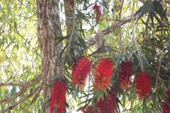 Chrysuronia versicolor