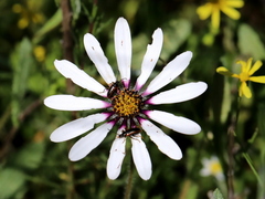 Dimorphotheca pluvialis