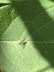 Condylostylus caudatus