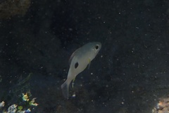Lutjanus synagris