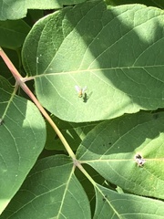 Condylostylus caudatus