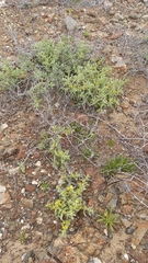 Tetragonia