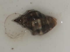 Stramonita haemastoma