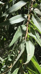 Salix viminalis