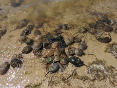 Limulus polyphemus