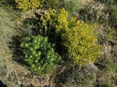 Leucadendron teretifolium