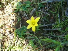 Iridaceae