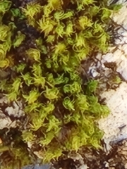 Orthotrichaceae