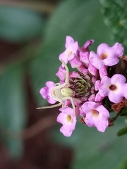 Thomisidae