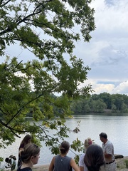 Fraxinus americana