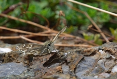 Muschampia lavatherae