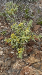 Tetragonia