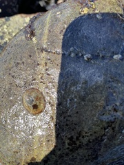 Testudinalia testudinalis